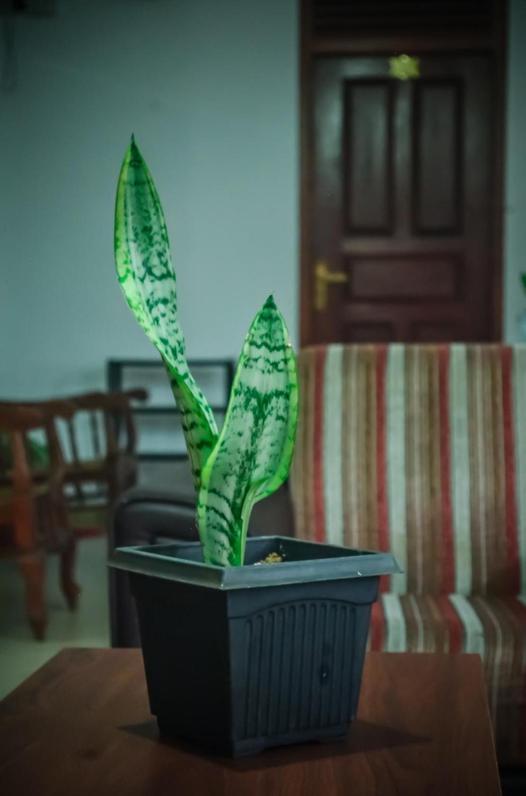 אלה New Blue Home מראה חיצוני תמונה